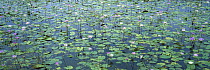 Semi-aquatic communities of Water Lilies in a wetland near the Tamesi River, south Tamaulipas, Mexico