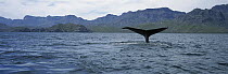 Blue Whale (Balaenoptera musculus) fluke in the Gulf of California, La Paz, Mexico