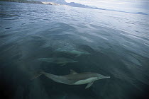 Short-beaked Common Dolphin (Delphinus delphis delphis) pod swimming near surface, Gulf of California, Mexico
