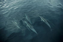 Short-beaked Common Dolphin (Delphinus delphis delphis) pod swimming near surface, Gulf of California, Mexico
