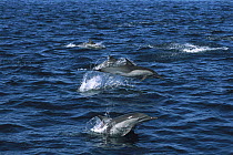 Short-beaked Common Dolphin (Delphinus delphis delphis) pod swimming at the surface, Gulf of California, Mexico