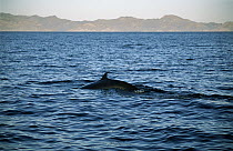 Bryde's Whale (Balaenoptera edeni) surfacing in the Gulf of California, Mexico