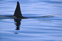 Orca (Orcinus orca) male's dorsal fin above water's surface, Sea of Cortez, Mexico