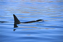 Orca (Orcinus orca) male at surface in the Gulf of California, Mexico