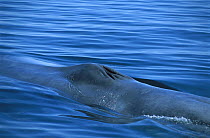 Blue Whale (Balaenoptera musculus) adult breathing at surface showing blowhole, southern Gulf of California, Mexico