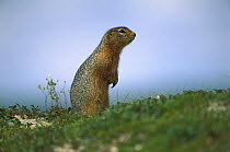 Arctic Ground Squirrel (Spermophilus parryii) adult standing alert on the tundra, Northwest Territories, Canada