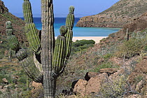Cardon (Pachycereus pringlei) cactus, Esp?ritu Santo Island, Gulf of California, Mexico