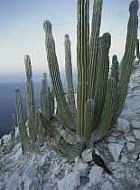 Cardon (Pachycereus pringlei) cactus, San Pedro M?rtir Island, Gulf of California, Mexico