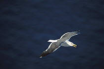 Western Gull (Larus occidentalis) adult flying, San Pedro Martir Island, Gulf of California, Mexico