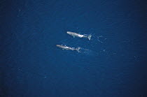 Sperm Whale (Physeter macrocephalus) aerial view of two swimming near the surface in the Gulf of California, Mexico