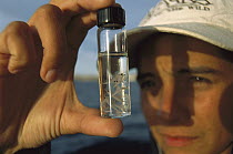 Researcher with sample of Krill, the main food source for the Rorqual Whales, Gulf of California, Mexico