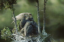 Gyrfalcon (Falco rusticolus) adult in dark phase on nest feeding chicks, Northwest Territories, Canada