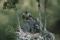 Gyrfalcon (Falco rusticolus) adult in dark phase on nest with chicks, Northwest Territories, Canada