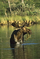 Moose (Alces alces) bull grazing in an alpine lake, northern Canadian Rockies, Canada
