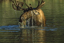 Moose (Alces alces) bull grazing in an alpine lake, northern Canadian Rockies, Canada