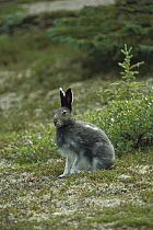 Arctic Hare (Lepus arcticus) adult sitting alert on tundra, Northwest Territories, Canada