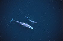 Blue Whale (Balaenoptera musculus) aerial view of mother and calf swimming near the surface in the Gulf of California, Mexico
