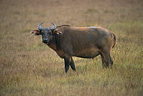 Cape Buffalo (Syncerus caffer) adult standing in grassland, Petit Loango National Park, Gabon, western Africa