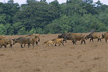 Cape Buffalo (Syncerus caffer) herd walking across grassland, Petit Loango National Park, Gabon, western Africa