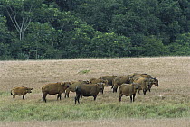 Cape Buffalo (Syncerus caffer) herd walking across grassland, Petit Loango National Park, Gabon, western Africa