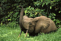 African Pygmy Elephant (Loxodonta pumilio) vocalizing with trunk raised, Petit Loango National Park, Gabon, western Africa