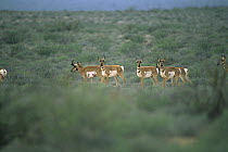 Pronghorn Antelope (Antilocapra americana) herd in the Vizcaino Desert, Baja California, Mexico