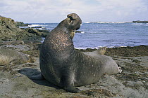 Northern Elephant Seal (Mirounga angustirostris) large male vocalizing, San Benito Island, Baja California, Mexico