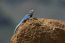 Collared Lizard (Crotaphytus collaris) sunning on a rock, Johnson Peak, Sonora coast, Mexico