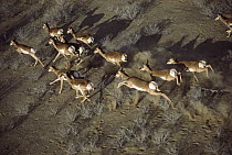 Pronghorn Antelope (Antilocapra americana) aerial view of herd running through the Vizcaino Desert, Baja California, Mexico