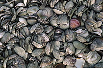 Detail of a large pile of seashells, Laguna San Ignacio, El Vizcaino Biosphere Reserve, Baja California, Mexico