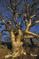 Elephant Tree (Bursera microphylla) on hillside, Las V?rgenes Volcano, El Vizca?no Biosphere Reserve, Baja California, Mexico