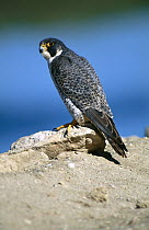 Peregrine Falcon (Falco peregrinus) adult perched on a rock, Laguna Ojo De Liebre, El Vizcaino Biosphere Reserve, Baja California, Mexico