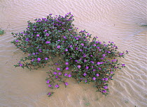 Desert Sand Verbena (Abronia villosa), El Pinacate, Gran Desierto de Altar Biosphere Reserve, Sonora, Mexico