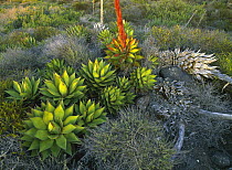 Agave (Agave sp) plants San Benito Island, Mexico