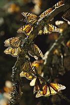 Monarch (Danaus plexippus) butterfly, group in a tree in their wintering grounds, Monarch butterfly Biosphere Reserve, Michoacan, Mexico