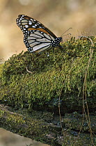 Monarch (Danaus plexippus) butterfly, on moss-covered tree in wintering grounds, Monarch butterfly Biosphere Reserve, Michoacan, Mexico