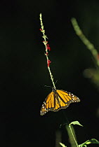 Monarch (Danaus plexippus) butterfly, one on a flower stem in wintering grounds, Monarch butterfly Biosphere Reserve, Michoacan, Mexico