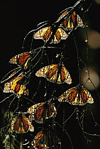 Monarch (Danaus plexippus) butterfly, group backlit on tree in wintering grounds, Monarch butterfly Biosphere Reserve, Michoacan, Mexico