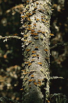 Monarch (Danaus plexippus) butterfly, group on moss-covered tree in wintering grounds, Monarch butterfly Biosphere Reserve, Michoacan, Mexico