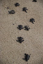 Olive Ridley Sea Turtle (Lepidochelys olivacea) hatchlings make their way to the ocean on Maruata beach, Pacific coast, Jalisco, Mexico