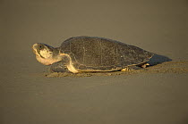 Olive Ridley Sea Turtle (Lepidochelys olivacea) female returning to ocean after laying eggs, Pacific coast, Oaxaca, Mexico