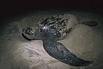 Leatherback Sea Turtle (Dermochelys coriacea) female laying her eggs on the beach at night and covering the nest with sand, Pacific coast, Oaxaca, Mexico