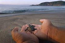 Olive Ridley Sea Turtle (Lepidochelys olivacea) hatchling being released, Pacific Ocean, Oaxaca, Mexico
