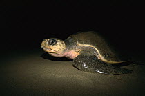 Olive Ridley Sea Turtle (Lepidochelys olivacea) female laying eggs on beach at night, Pacific coast, Oaxaca, Mexico
