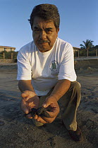 Olive Ridley Sea Turtle (Lepidochelys olivacea) man releasing young turtles on the Pacific coast, Oaxaca, Mexico