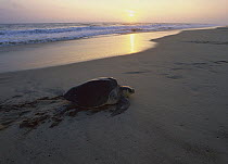 Olive Ridley Sea Turtle (Lepidochelys olivacea) female coming ashore to lay eggs, Pacific coast, Oaxaca, Mexico
