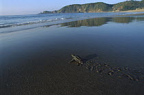 Olive Ridley Sea Turtle (Lepidochelys olivacea) baby crawling across Mazunte Beach to the Pacific Ocean, Oaxaca, Mexico