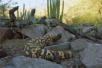 Gila Monster (Heloderma suspectum) adult in the Sonoran Desert, venomous species, Mexico