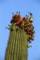 Gambel's Quail (Callipepla gambelii) adult perched atop a blooming cactus, El Pinacate/Gran Desierto de Altar Biosphere Reserve, Sonora, Mexico