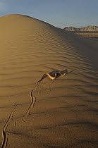 Sidewinder (Crotalus cerastes) rattlesnake moving across sand dunes, El Pinacate/Gran Desierto de Altar Biosphere Reserve, Sonora, Mexico